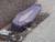 un cercueil (vide?) abandonne en pleine rue